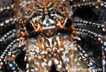 Spiny lobster in Bahamas with Nikonos V and extension tubes. by Katherine Edwards 