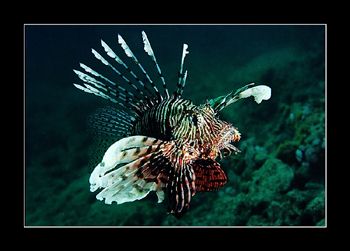 It appears to me that Lionfish are aware of their own poi... by Johannes Felten 