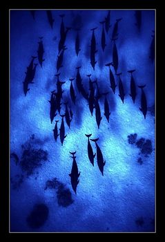 DOLPHINS at Dolphin Reef, Red Sea. I was snorkling when t... by Johannes Felten 