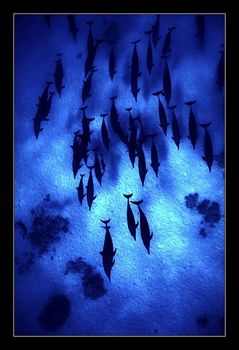  DOLPHINS Dolphin Reef Red Sea. was snorkling when this group came swimming my direction just few metres below me. had seconds compose shot. They were so fast any attempt go after them would have been futile. Sea me shot futile
