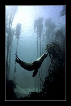  Taken Dyer Island South Africa which is Great White Shark territory. Because thousands seals around it was difficult getting shot just one itself. territory itself