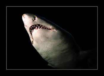 This shark was swimming towards me very slowly, apparentl... by Johannes Felten 