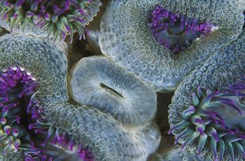I came across this cluster of little anemones on Wilson’s... by Justin Lewis 