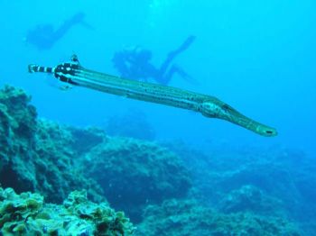 Trumpet fish. El Hierro, Canary Islands Spain. Olympus C5... by Ramón Núñez Orjales 