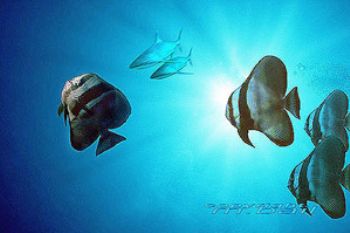 PNG new ireland - Kavieng - batfishcomposing - photoshop ... by Manfred Bail 