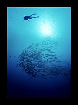  Staying course. Red Sea. NikV 15mm course Sea