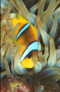 Clown Fish /  Nikon N90 with 105mm,  Red Sea by David Gallardo 