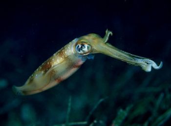 Squid, taken in Cabilao Island / Philippines 2002 with my... by Dietmar Guenther 