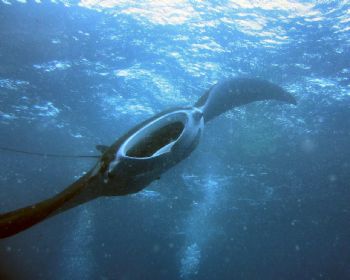 Manta Ray at German Channel, taken with a Canon S50, no s... by Michael Burt 