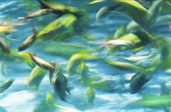 A school of fish create a frenzy as they circle above my ... by Darryl Glubczynski 