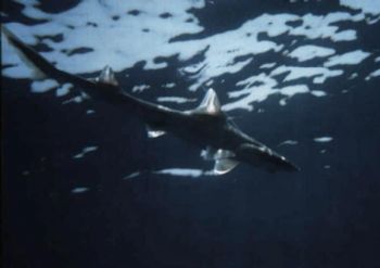 Silky Shark (Carcharhinus Falciformis) taken with Canon A... by Bora Arda 