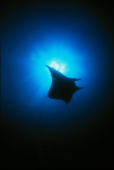 Manta birostris.  This manta was caught on film as late a... by Ethan Daniels 
