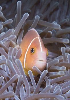 Anemone Fish. Mele Bay, Vanuatu. Nikon D100, 60mm macro. by Richard Harris 