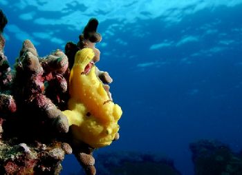 Yellow frogfish, tken in Kona,HI witha D-100 by Andy Lerner 