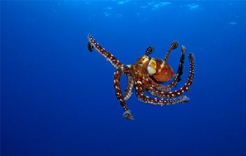 Octopus, Kona HI taken with D-100 by Andy Lerner 