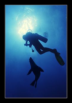  This South African Cape Fur Seal is checking strange creature that has bigger fins yet moves lot slower less agile than him. Nik. 15mm him Nik