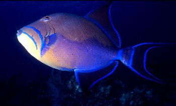 Queen Triggerfish taken in Grand Cayman by Beverly J. Speed 