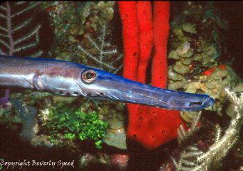 Trumpetfish taken in Roatan w/NikV, close-up diopter & Ni... by Beverly J. Speed 