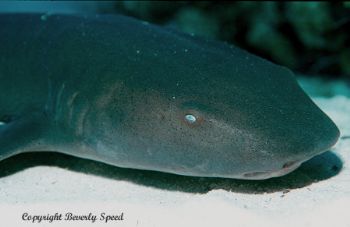 Yound nurse shark taken in Grand Cayman w/NikV, 15mm lens... by Beverly J. Speed 