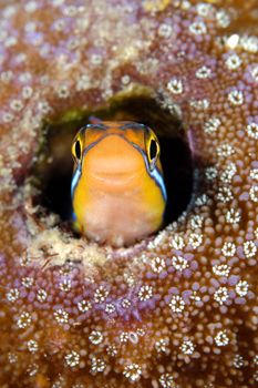Striped fang blenny , taken in Sangalaki , Indonesian Bor... by Roger Munns 