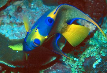 Queen Angelfish taken in Grand Cayman w/N90s, 105mm lens,... by Beverly J. Speed 