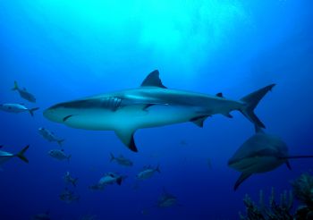 Grey Shark / Roatan Honduras / September 09, 2004 by Jason Watts 