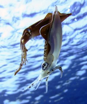 Reef squid "playing" during my safety stop. Roatan HN. Ca... by Jon Kreider 