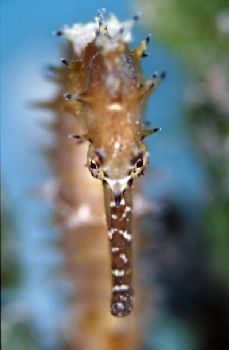 This seahorse and its partner lived in Paradise 1 ( Mabul... by Roger Munns 