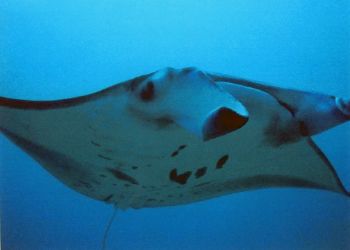 This image of my first and only manta encounter was taken... by Robyn Lynn Churchill 