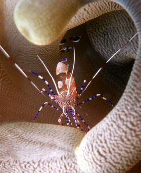 Spotted Cleaner Shrimp by Beverly J. Speed 