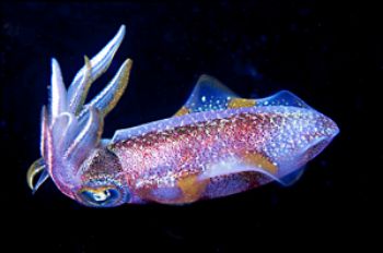 A squid on a night dive in Dominica.  Shot with N90 and 1... by Kathy Damgaard 