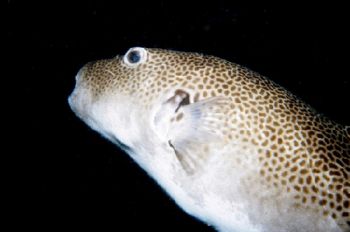 Found this large pufferfish hanging around the engine roo... by Alastair Mcgregor 