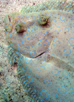 Flounder that  was looking at me in Bonaire! by Meredith Lynch 