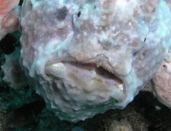 Purple frogfish in Bonaire by Meredith Lynch 