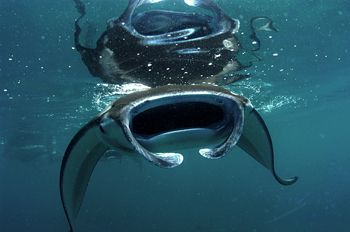 Manta Ray Feeding on the surface at Sangalaki , Indonesia... by Roger Munns 