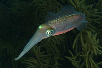 Reef Squid in Bonaire. by Ian T. Ogden 