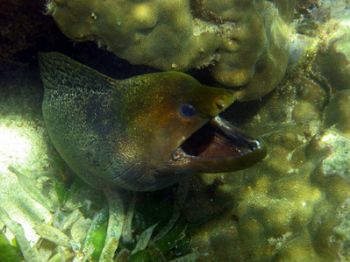 Moray eel taken with a Canon ixus 300 at Bamburi reef, Mo... by Oskar Henriksson 