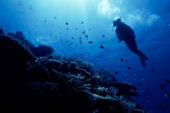 Diver and Reef in the Coral Sea. Used Kodaks underwater e... by Alan G Miller 