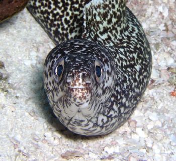 This spotted morray was found in Las Palmas, Cozumel, and... by Peter Sinclaire 