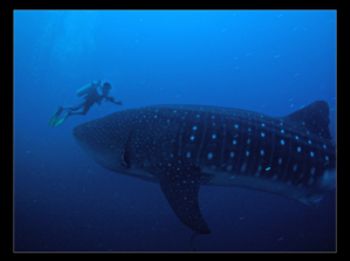 Mr.Big and Diver. Photo taken during a dive in Darwin Arc... by David Gallardo 