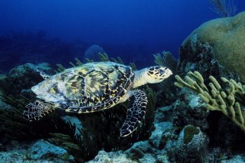 The Flying Hawksbill - in the Cayman Islands by Eric Bancroft 