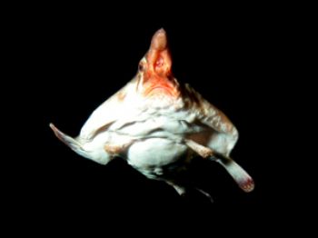 Redlip Batfish. Photograph taken during a night dive in W... by David Gallardo 