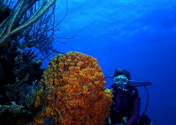 Diver admires a brilliant orange barrel sponge.  I took t... by Robyn Lynn Churchill 