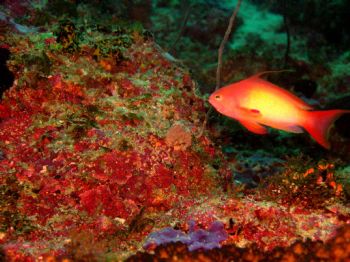 Luminous Fish - taken by housed Olympus C-750uz at Mnemba... by Michelle Grech 