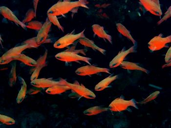 Cardinal Fish - taken with digital Olympus C-750uz at Wie... by Michelle Grech 