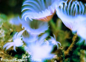 Beautiful tube worm taken from shore in Cienfuegos, Cuba.... by Francois Laporte 