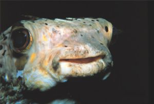 "The Most Beautiful Eyes in the Sea" Spiny Pufferfish tak... by John H. Fields 