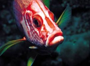 Soldierfish, Red Sea, Camerasystem; Mamiya 645 in Hugyfot... by Walter Lehmann 