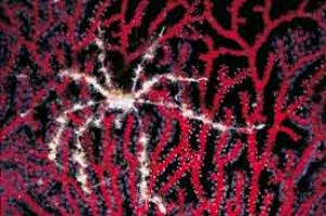 Seaspider on Coral, Red Sea, Camersystem; Mamiya 645 in H... by Walter Lehmann 