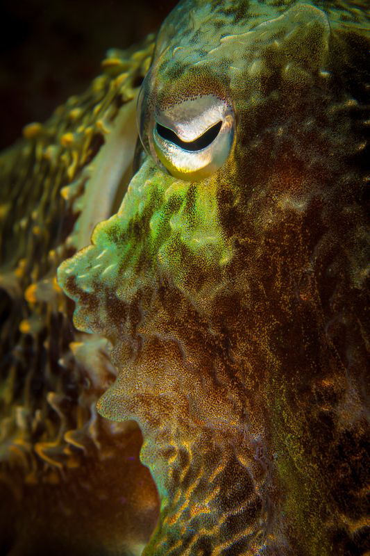 Cuttlefish face by Steven Miller 